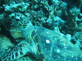 marine turtle