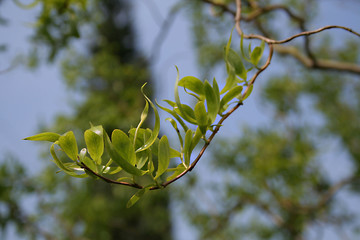 springtime