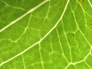 green leaf