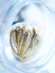 green tea in a glass jar 1