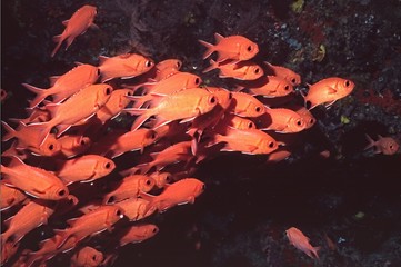 soldier fishes