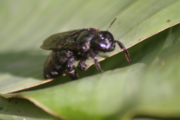 insecte