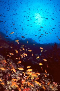 Fototapeta reef