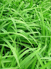 green grass