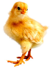 Bright yellow chicken chick isolated on a white background