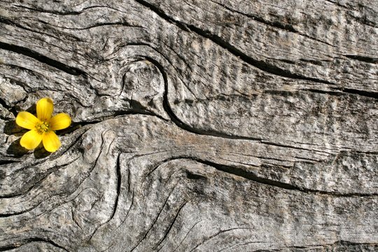 Fototapeta background,texture