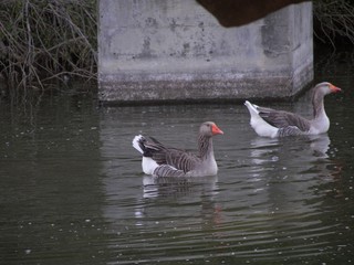 geese swimmimg