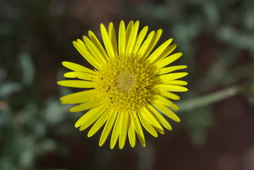 fleur jaune du sahara