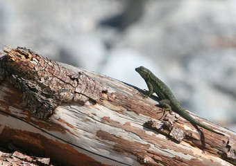 lizard on log