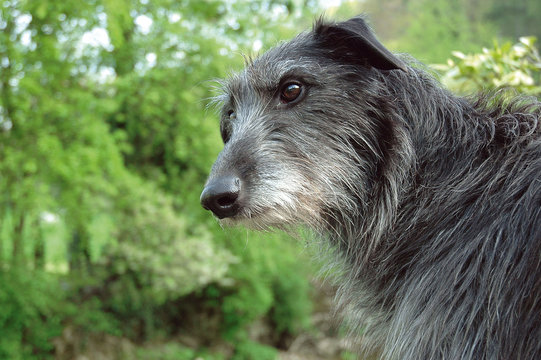 deerhound scrutateur