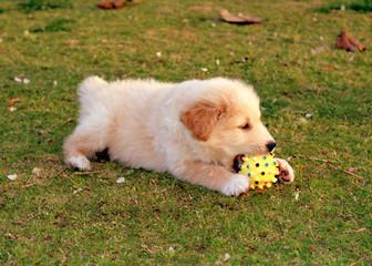 Fototapeta premium small labrador playing on the green grass