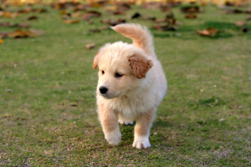 nice day for dog labrador playing on the green grass