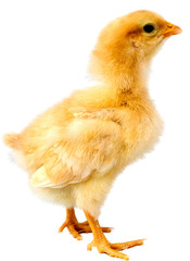 chick isolated on white with bright yellow feathers