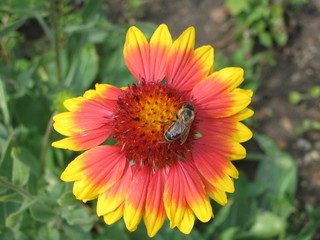 bee on flower