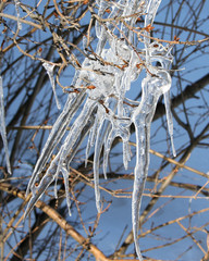 icicles