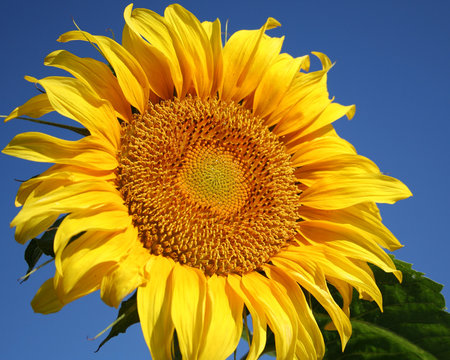 Fototapeta big sunflower