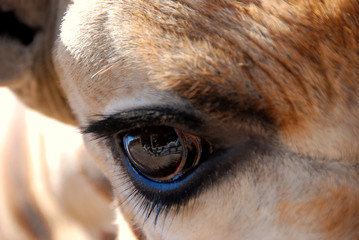 eye of the giraffe