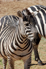 Fototapeta na wymiar african zebra