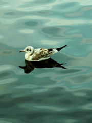 seagull on water