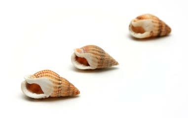 three sea snails