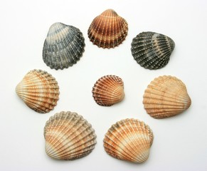 bunch of exotic seashells
