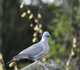 wood pigeon