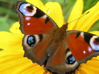 butterfly on a flower