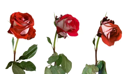 Crédence de cuisine en verre imprimé Roses three stages of withering of a rose