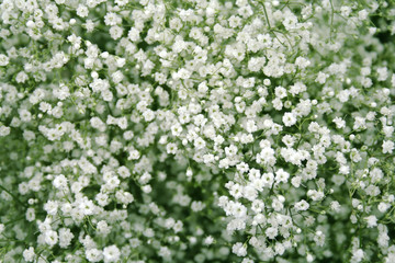 little white flowers - Powered by Adobe