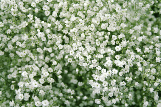 Fototapeta little white flowers