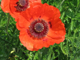 poppy