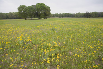 spring pasture © Guy Sagi