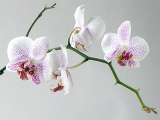 pretty flowers of orchid