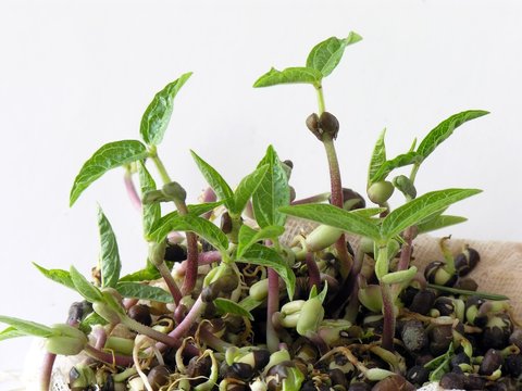 mung bean sprouts