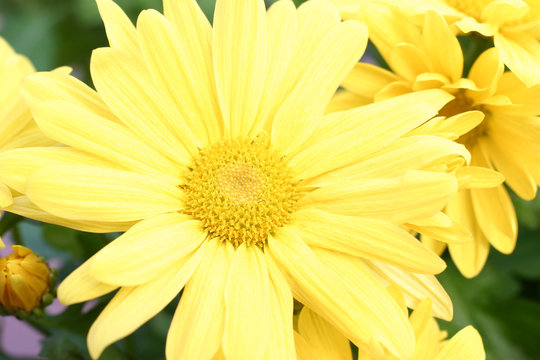 yellow mum