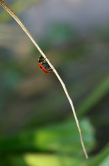 ladybird precarious climb to the top