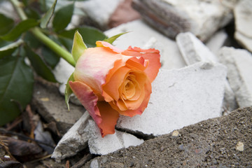 beautiful rose on the rubber