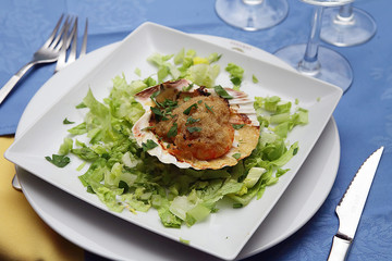 scallop