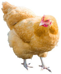 golden chicken hen that looks made isolated on a white background. 