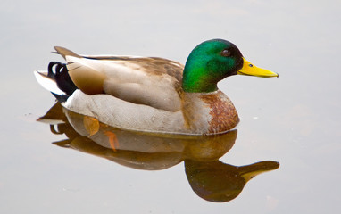 male malard duck