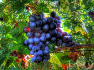blue grape
