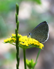 spring azure butterfly