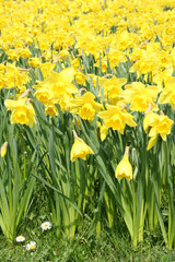 yellow daffodils in springtime