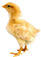 chick