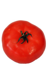 beefsteak tomato