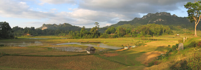 ricefields from londa to kete kesu, rantepao, sulawesi island, i