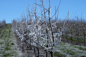 frost protection 1