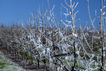frost protection 3