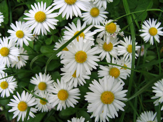daisies field