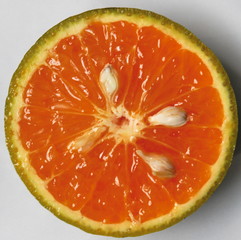 fresh orange